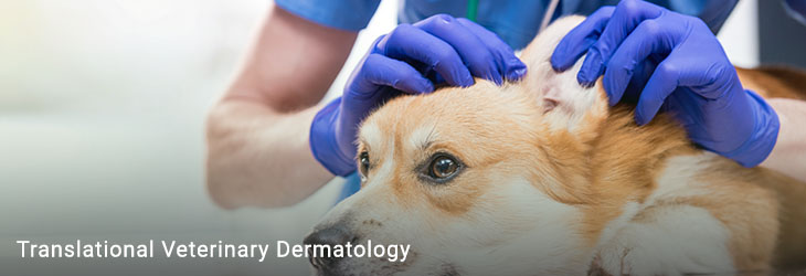 Translational Veterinary Dermatology